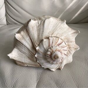Natural Sea Shell Decor Beach